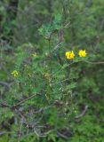 Hippocrepis emeroides. Верхушка цветущего и плодоносящего растения. Крым, Балаклавский р-н, урочище Айязьма, можжевеловое редколесье. 06.06.2016.