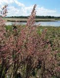 Calamagrostis meinshausenii. Соцветия. Ленинградская обл., Ломоносовский р-н, окр. пос. Большая Ижора, побережье Финского залива, край песчаного пляжа. 02.07.2016.