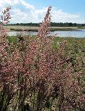 Calamagrostis meinshausenii. Соцветия. Ленинградская обл., Ломоносовский р-н, окр. пос. Большая Ижора, побережье Финского залива, край песчаного пляжа. 02.07.2016.