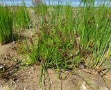 Juncus articulatus. Цветущее растение. Ленинградская обл., Ломоносовский р-н, окр. пос. Большая Ижора, побережье Финского залива, край песчаного пляжа. 02.07.2016.