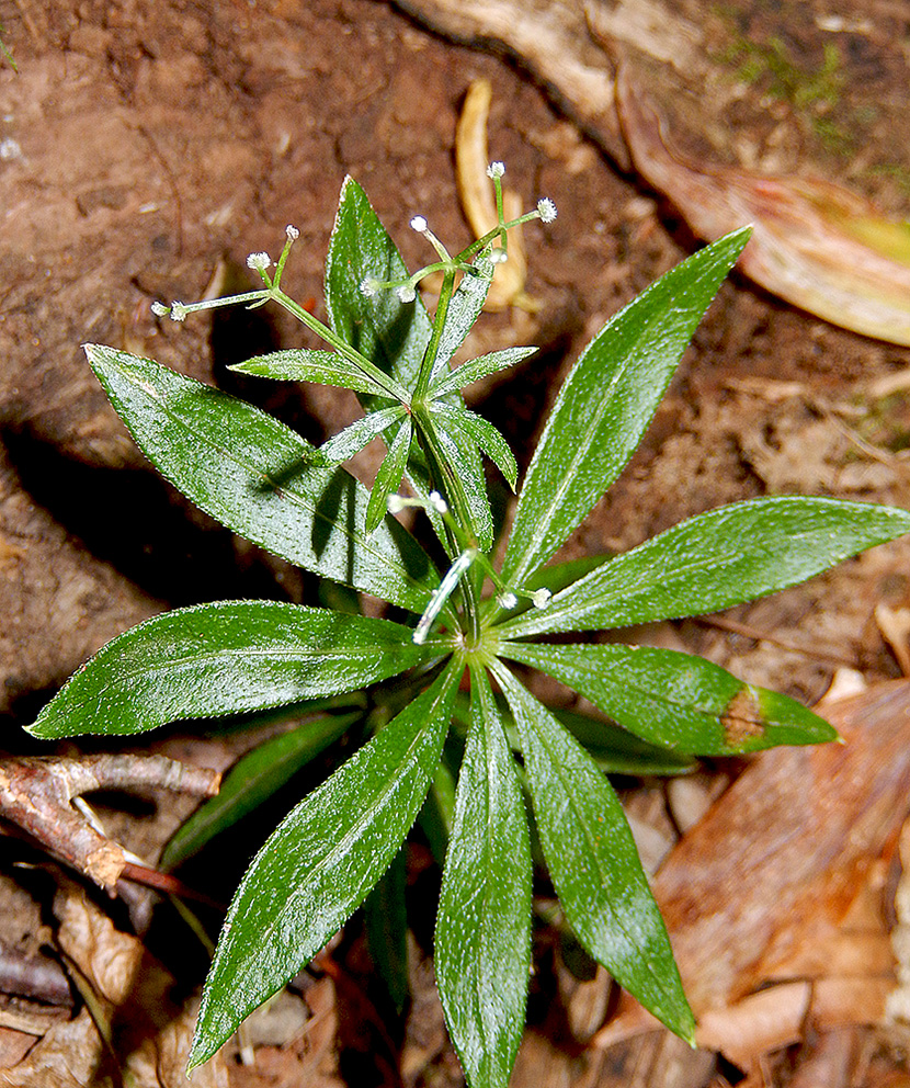 Image of Galium odoratum specimen.