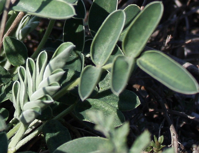 Image of Hedysarum grandiflorum specimen.