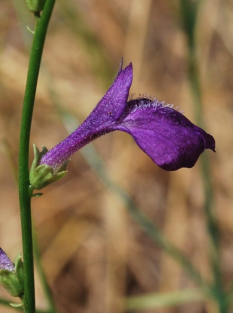 Image of Dodartia orientalis specimen.