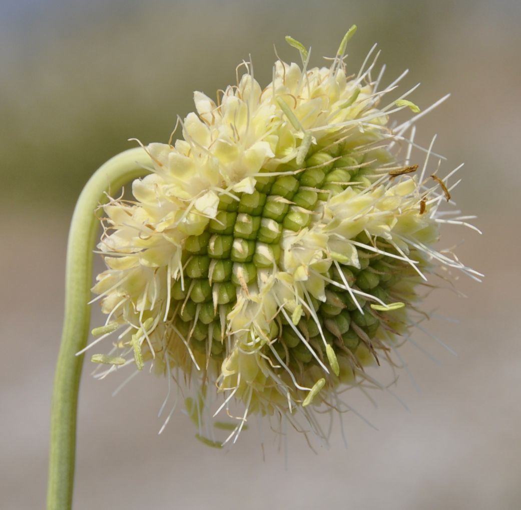 Image of Cephalaria ambrosioides specimen.