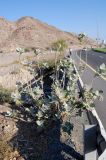 Calotropis procera. Цветущее растение на обочине скоростной трассы. Объединённые Арабские Эмираты, эмират Фуджейра, побережье Оманского залива. 14.12.2016.