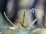 Scilla siberica. Цветущее растение. Ростовская обл., Октябрьский р-н, склон правого коренного берега р. Аюта, байрачные заросли. 11.04.2015.