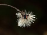 Hieracium sylvularum. Соплодие. Санкт-Петербург, Старый Петергоф, парк \"Сергиевка\", у каменной головы, на склоне под липами. 02.10.2016.