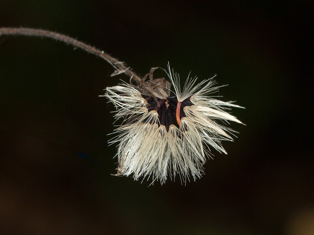Image of Hieracium sylvularum specimen.