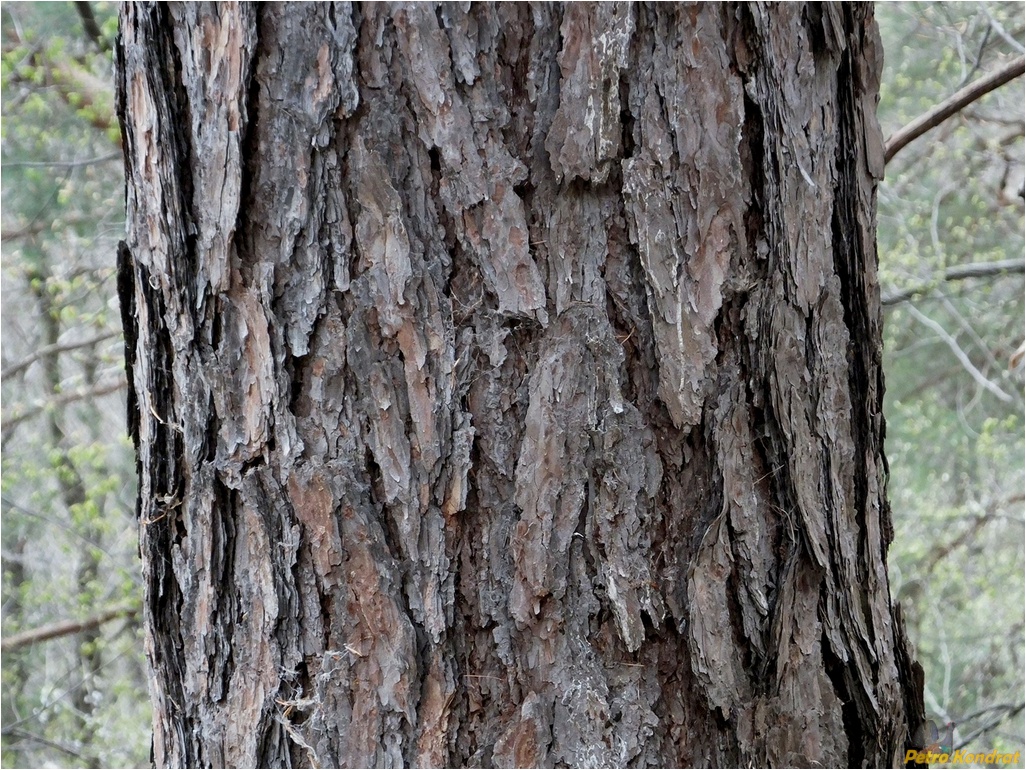 Изображение особи Larix kaempferi.