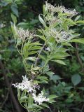 Sambucus nigra. Конец ветви с соцветиями и соплодиями. Польша, Подляское воеводство, окр. Нарвянского национального парка. 25.06.2009.