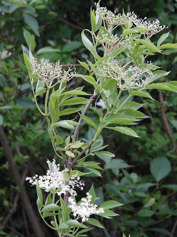 Image of Sambucus nigra specimen.