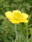Ranunculus illyricus. Цветок с каплями дождя. Украина, Запорожский р-н, Дурная балка, разнотравная степь. 13.05.2017.