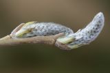 Salix viminalis. Верхушка побега с распускающимися генеративными почками. Кировская обл., г. Кирово-Чепецк, в культуре. 29.04.2017.