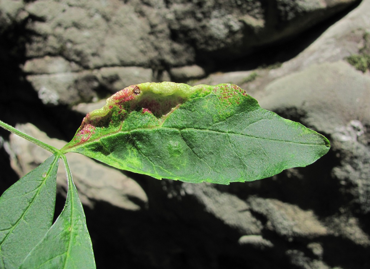 Изображение особи Fraxinus coriariifolia.