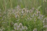 Thymus marschallianus