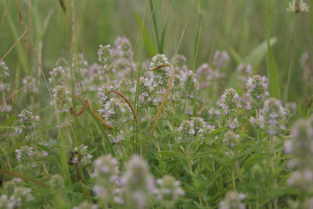 Изображение особи Thymus marschallianus.