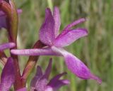 Anacamptis laxiflora ssp. elegans