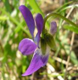 Viola suavis