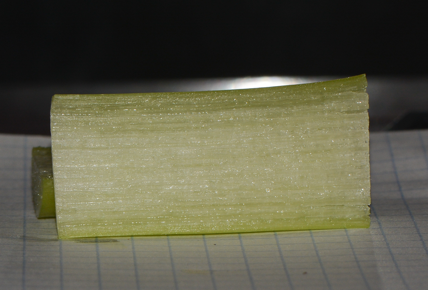 Image of Alocasia macrorrhizos specimen.