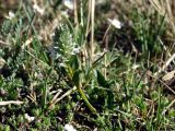 Lagotis integrifolia