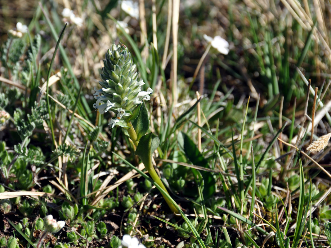 Image of Lagotis integrifolia specimen.