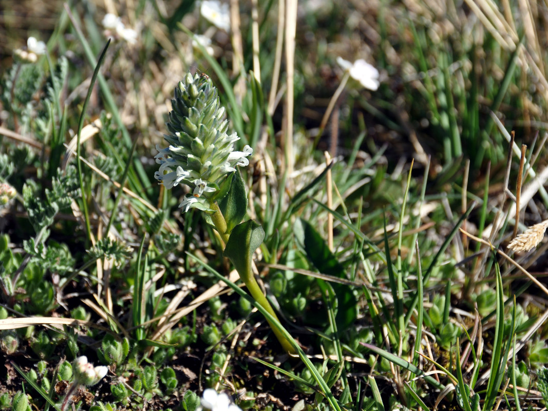 Изображение особи Lagotis integrifolia.