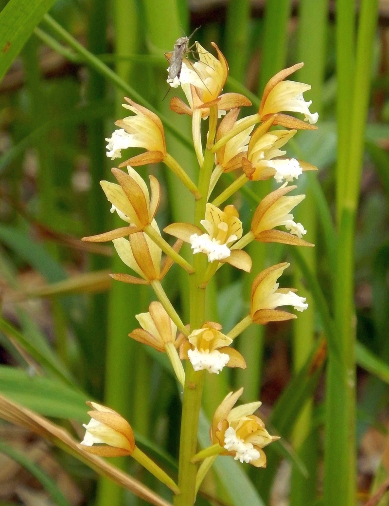 Image of Oreorchis patens specimen.