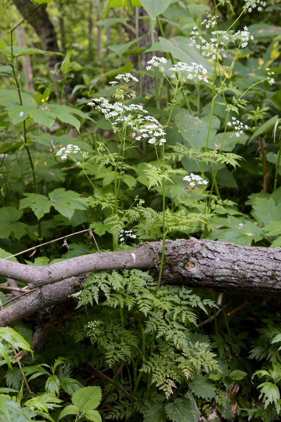 Изображение особи Anthriscus sylvestris.