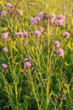 Cirsium setosum