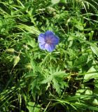 Geranium pratense