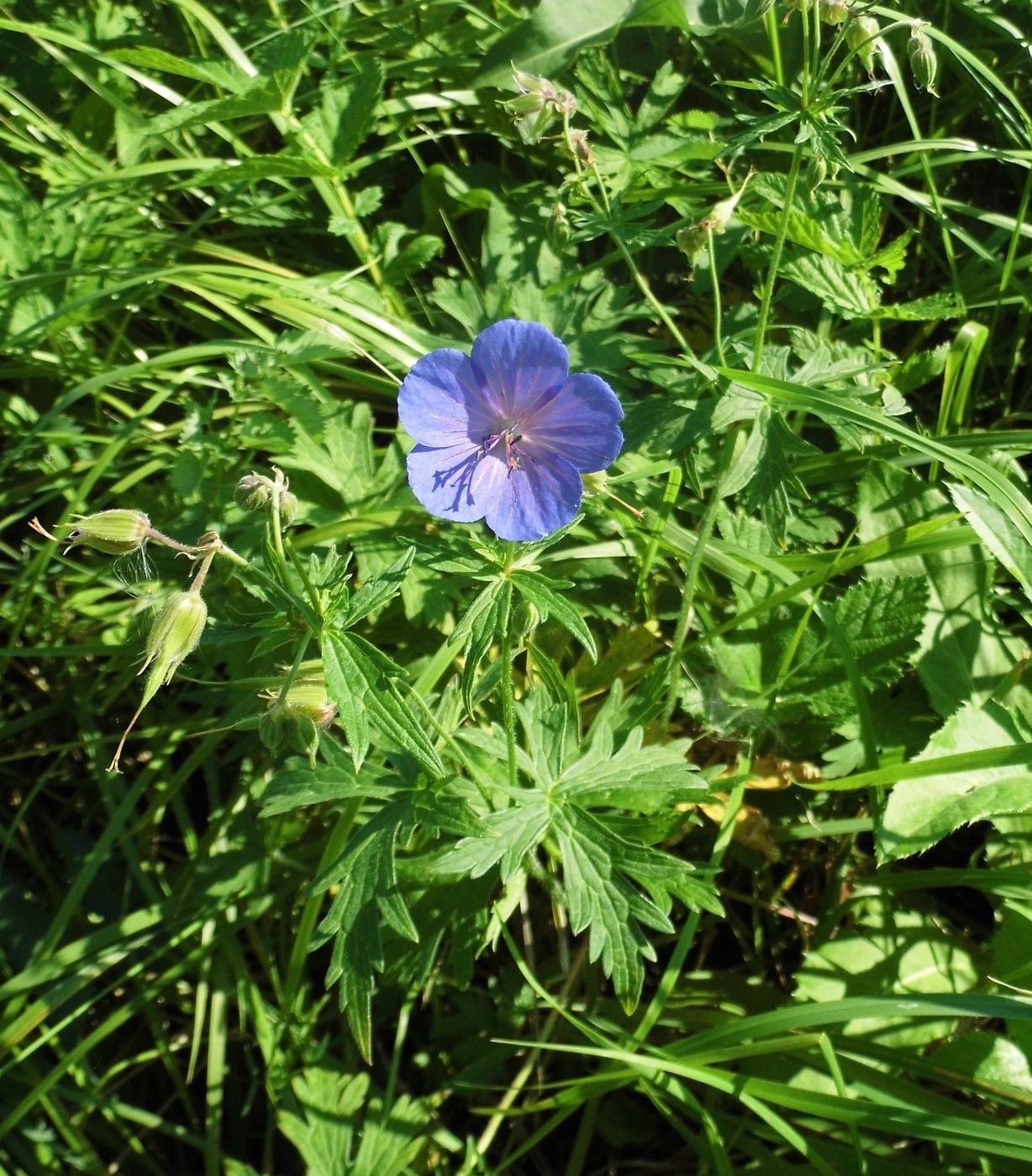 Image of Geranium pratense specimen.