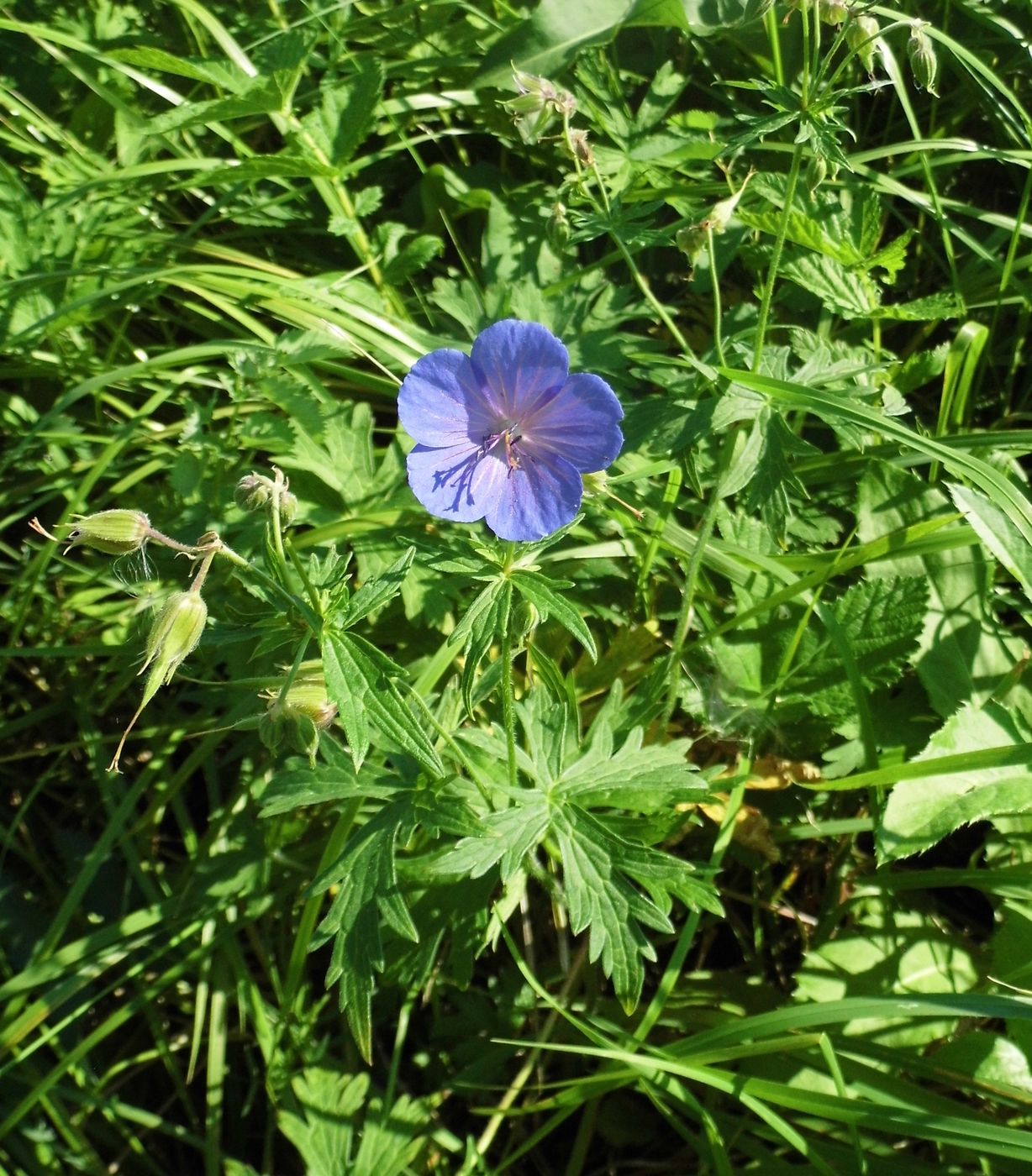 Image of Geranium pratense specimen.