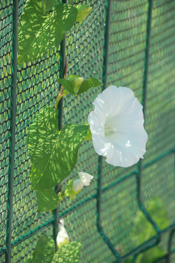 Image of Calystegia silvatica specimen.