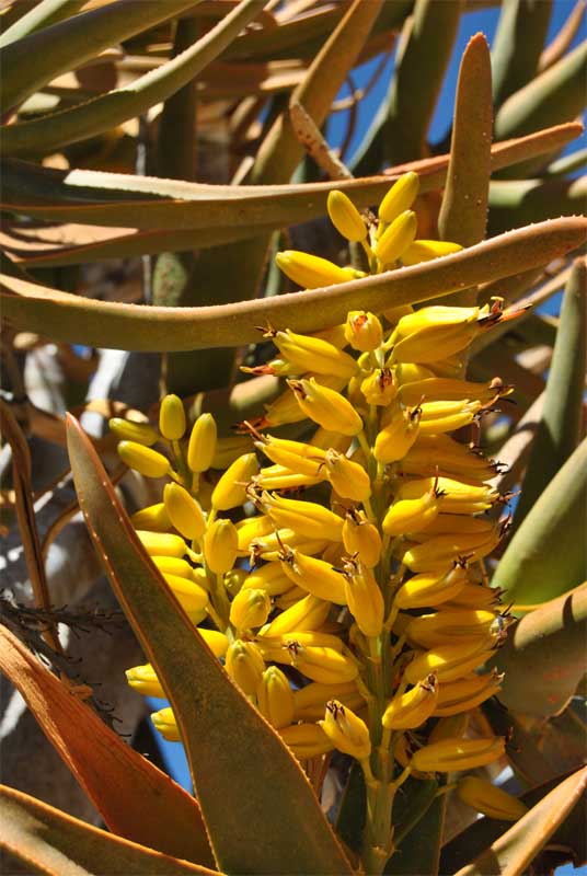 Image of Aloidendron dichotomum specimen.