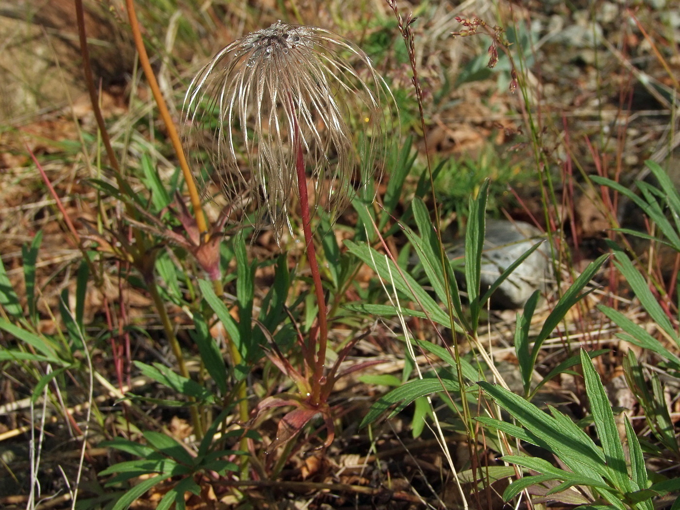 Image of Pulsatilla dahurica specimen.