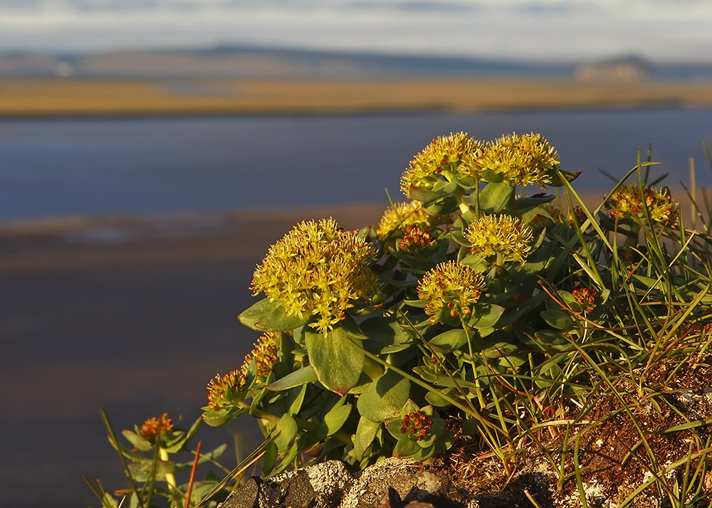 Image of Rhodiola rosea specimen.