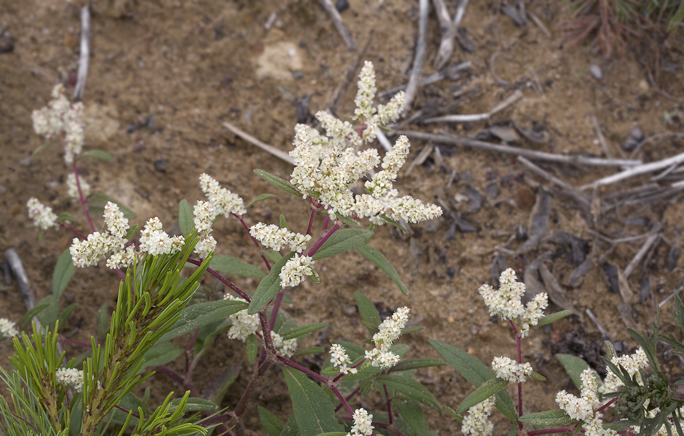 Изображение особи Aconogonon ajanense.