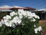 Plumeria pudica