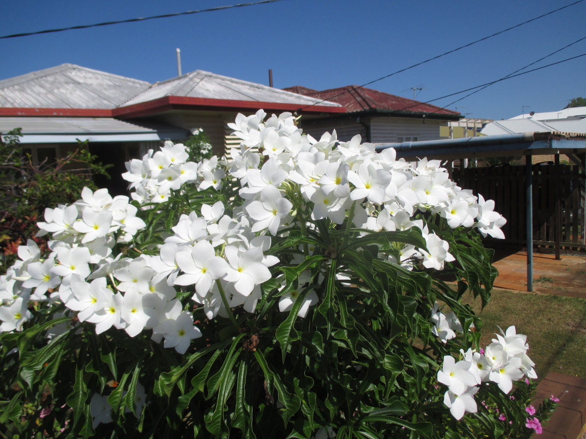 Изображение особи Plumeria pudica.