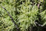 Brachythecium rivulare