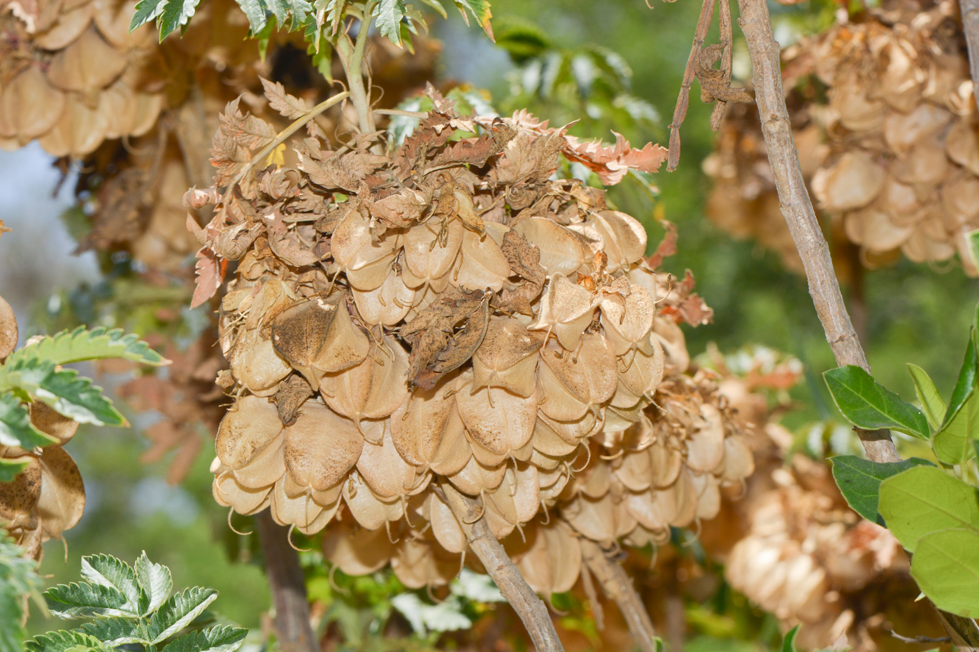 Image of Melianthus comosus specimen.