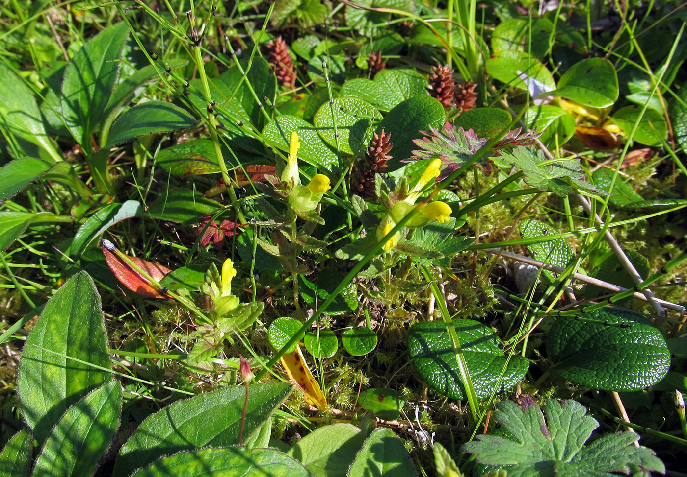 Изображение особи Rhinanthus borealis.