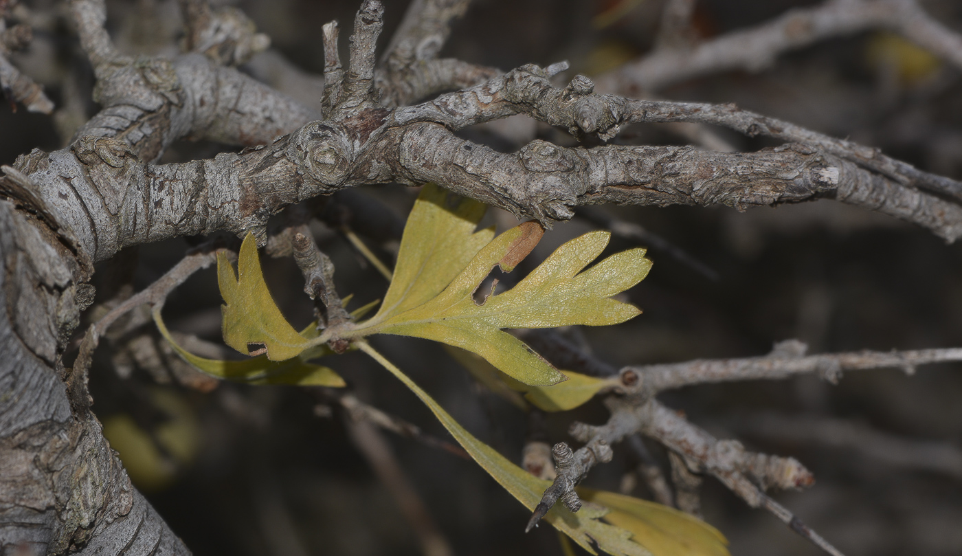 Image of Crataegus aronia specimen.