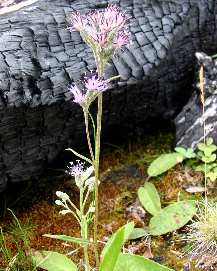 Image of genus Saussurea specimen.