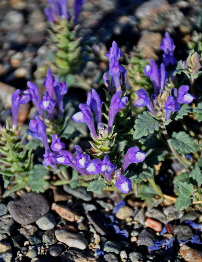 Image of Scutellaria tuvensis specimen.