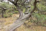 Juniperus excelsa