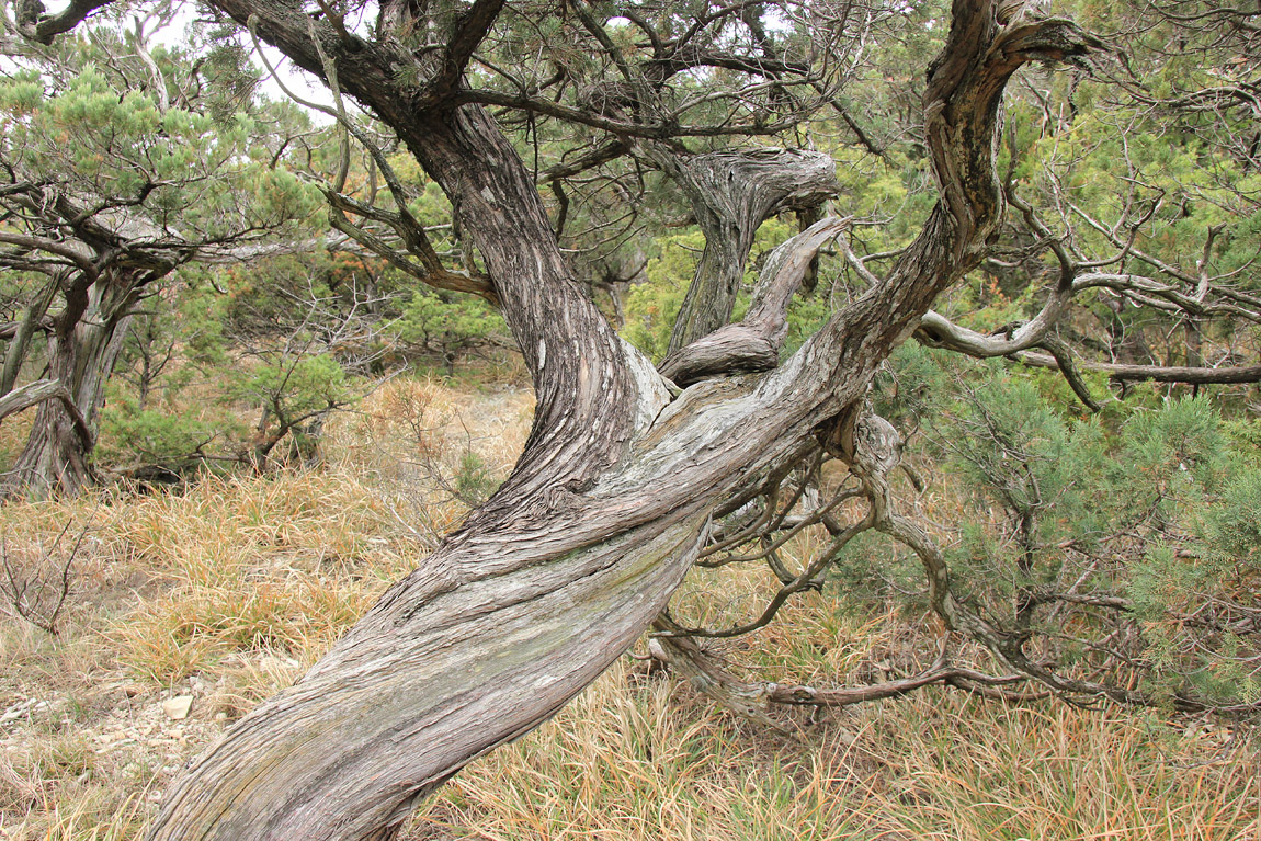 Image of Juniperus excelsa specimen.