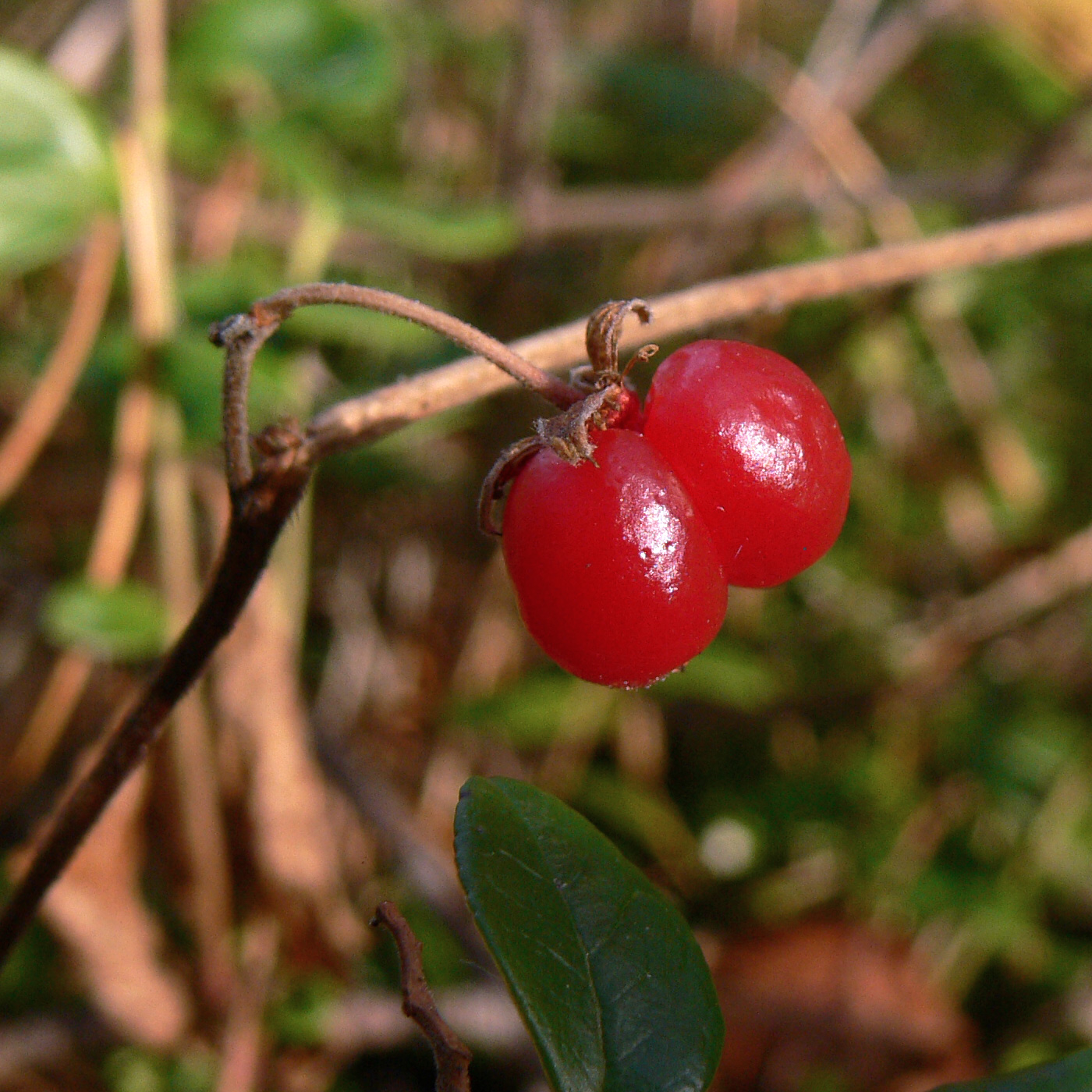 Image of Rubus saxatilis specimen.