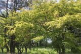 Acer palmatum. Плодоносящее дерево. Грузия, Аджария, с. Мцване-Концхи, Батумский бот. сад, в культуре. 09.05.2017.