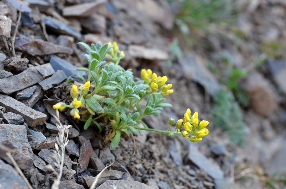 Image of Draba arseniewii specimen.